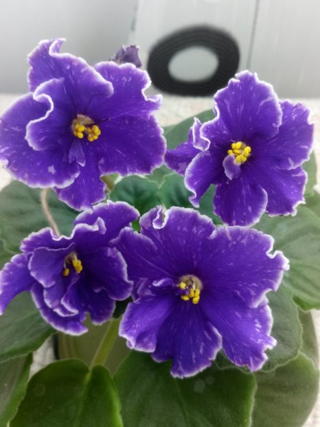 1 nov - ZZ Grape Glory