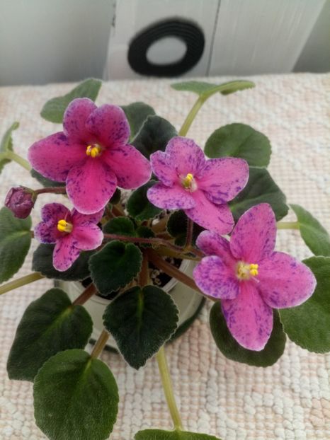 1 nov - ZZ Mac s Circus Clown