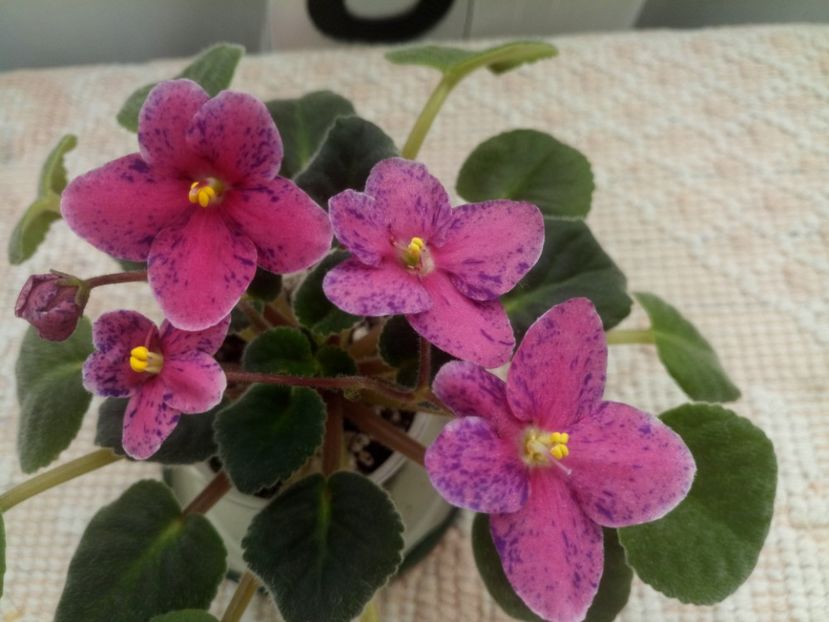 1 nov - ZZ Mac s Circus Clown