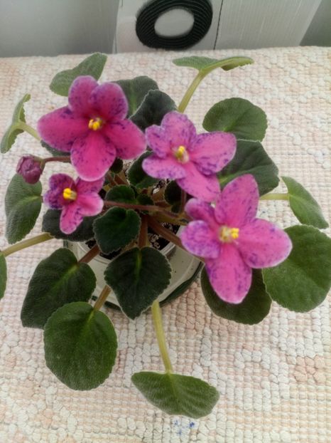 1 nov - ZZ Mac s Circus Clown