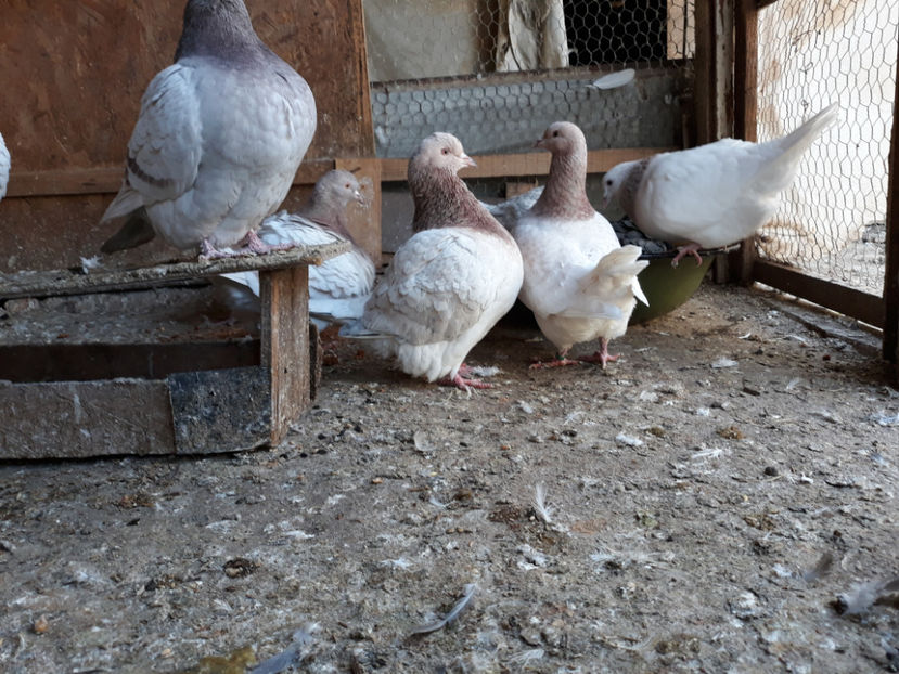  - A TEXANI 2019 PUI SI MATURI