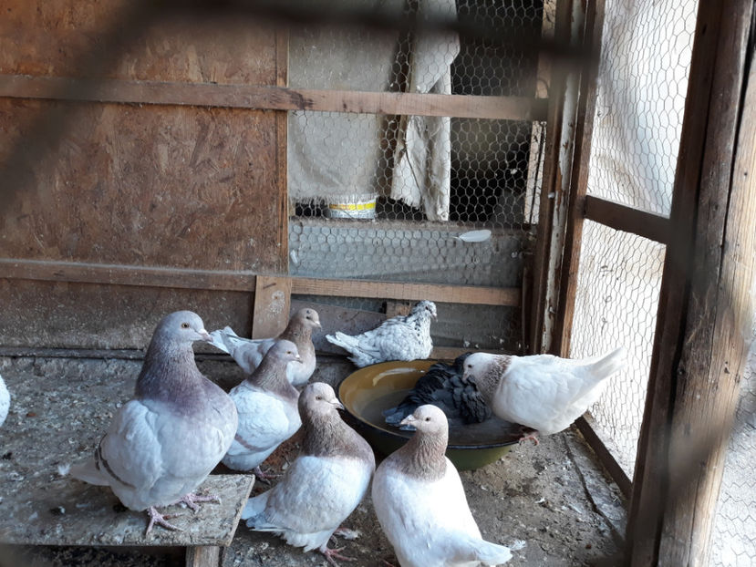  - A TEXANI 2019 PUI SI MATURI