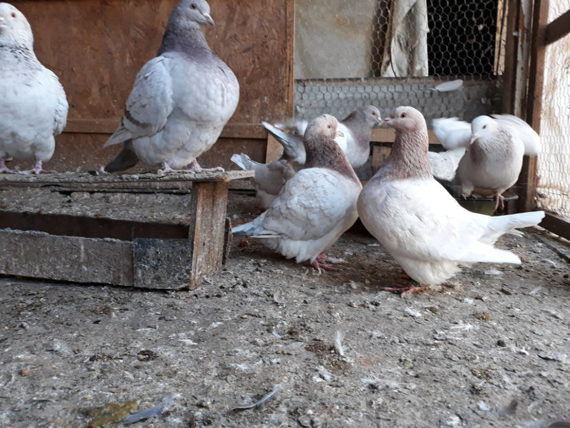  - A TEXANI 2019 PUI SI MATURI