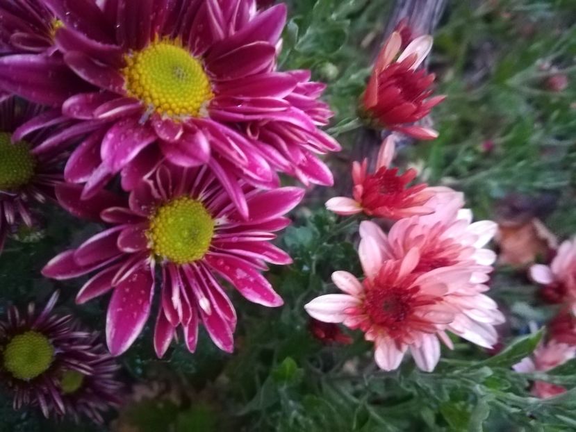  - Crizanteme 2019