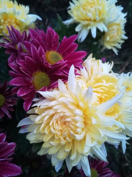 - Crizanteme 2019