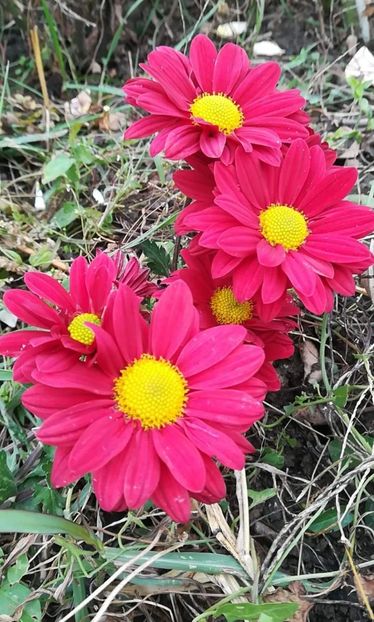 received_549405765861121 - Crizanteme 2019