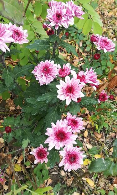 received_2603533573061810 - Crizanteme 2019