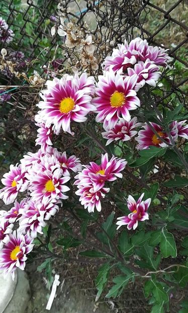 received_415155636074089 - Crizanteme 2019