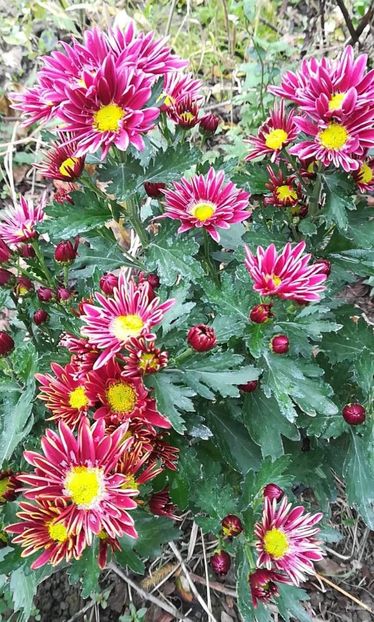 received_551062922390048 - Crizanteme 2019