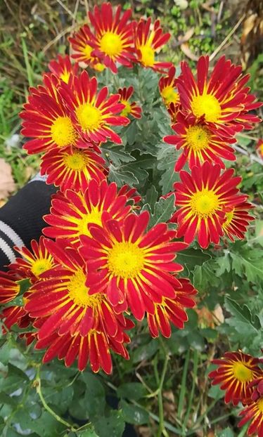 received_775725532866436 - Crizanteme 2019