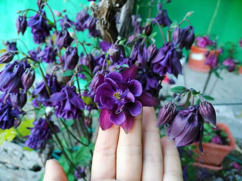  - Floricele