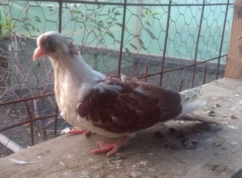  - z1-pui 2015 2016 2017 2018