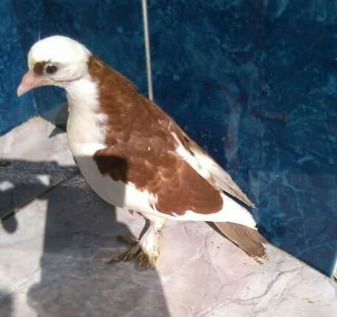  - z1-pui 2015 2016 2017 2018