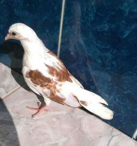  - z1-pui 2015 2016 2017 2018