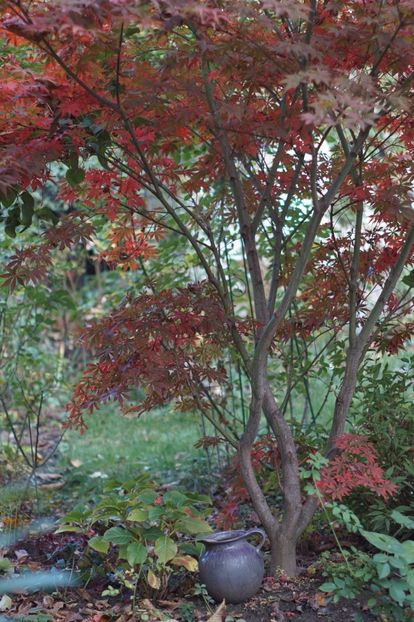  - Noiembrie 2019- noiembrie 2020