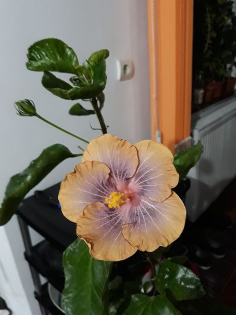 Hibii din seminte neinregistrat - 30 lei - lastari rezervati