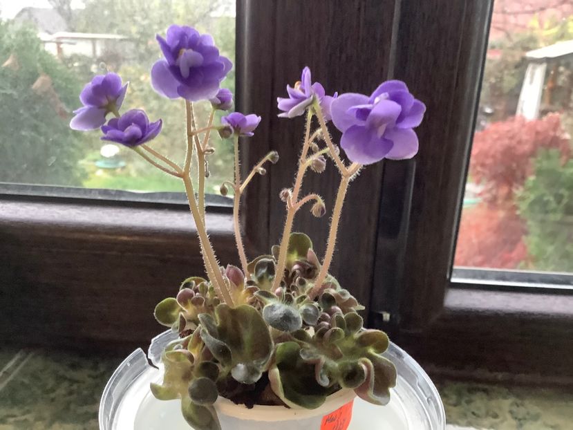  - Mac s Pizza Pizzicato