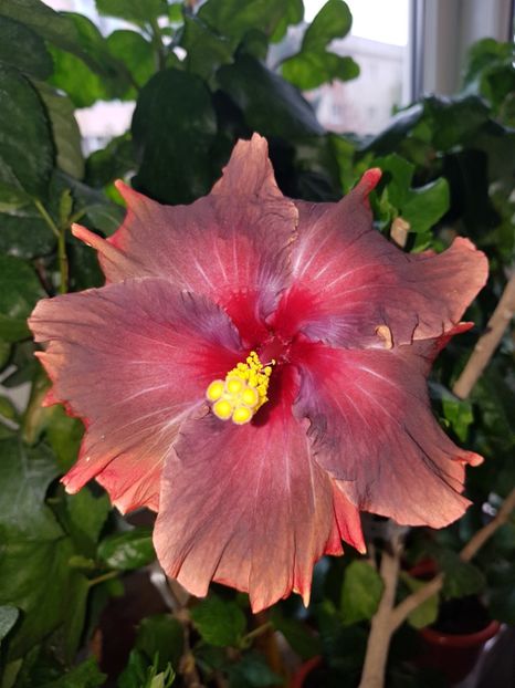  - HIBISCUS 2019