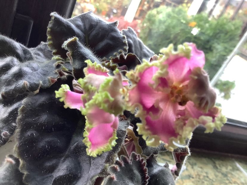  - LE Hydrangea