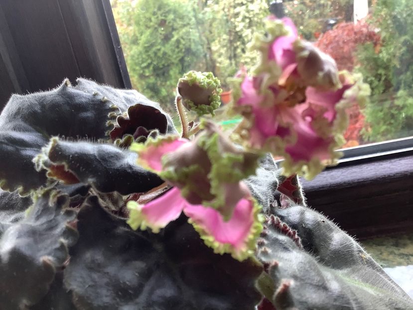  - LE Hydrangea
