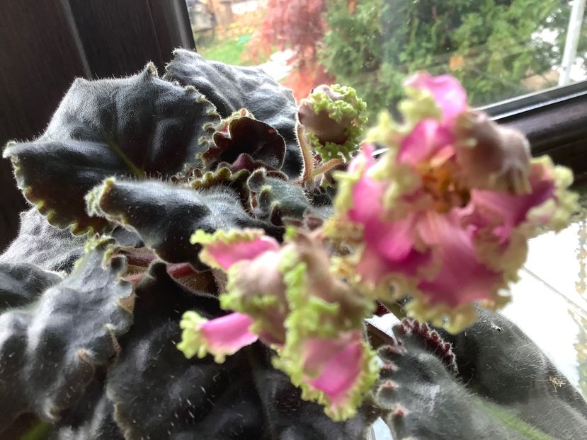  - LE Hydrangea