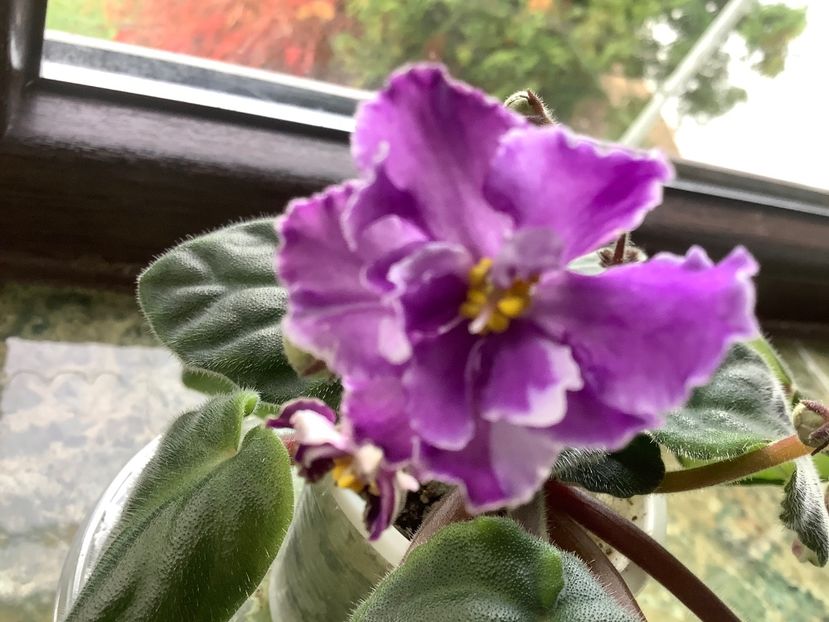  - EK Shedevr Khudozhnika