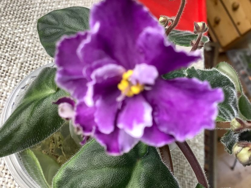  - EK Shedevr Khudozhnika