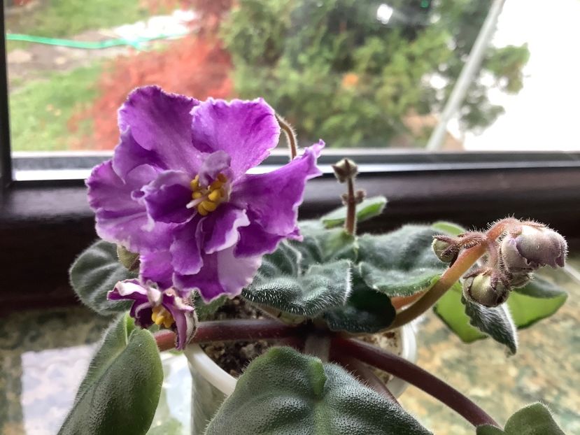  - EK Shedevr Khudozhnika