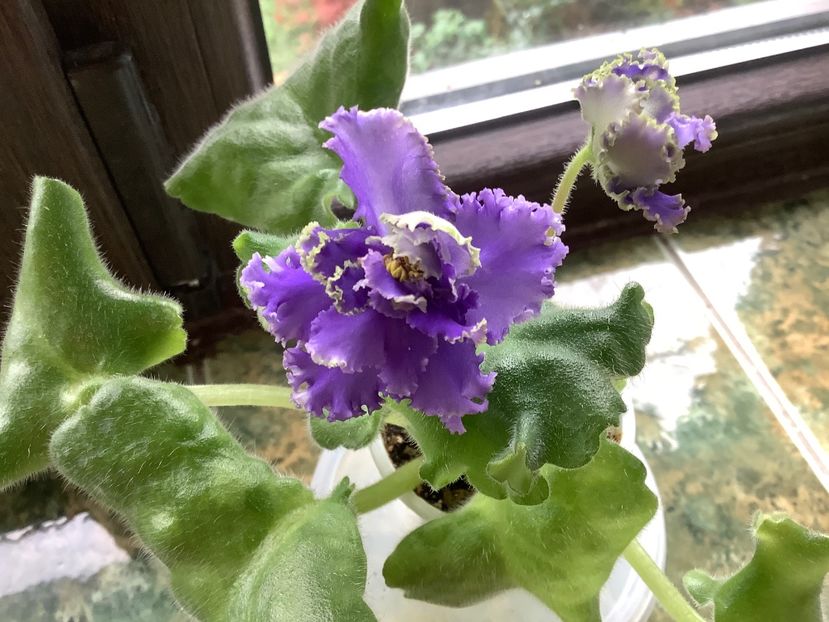  - RS Puchina Morskaya