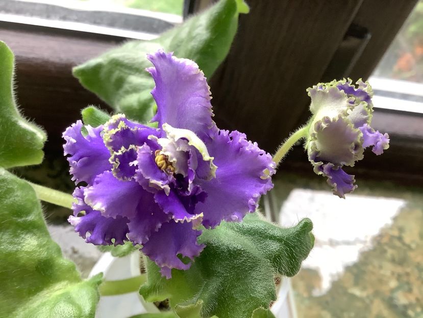  - RS Puchina Morskaya