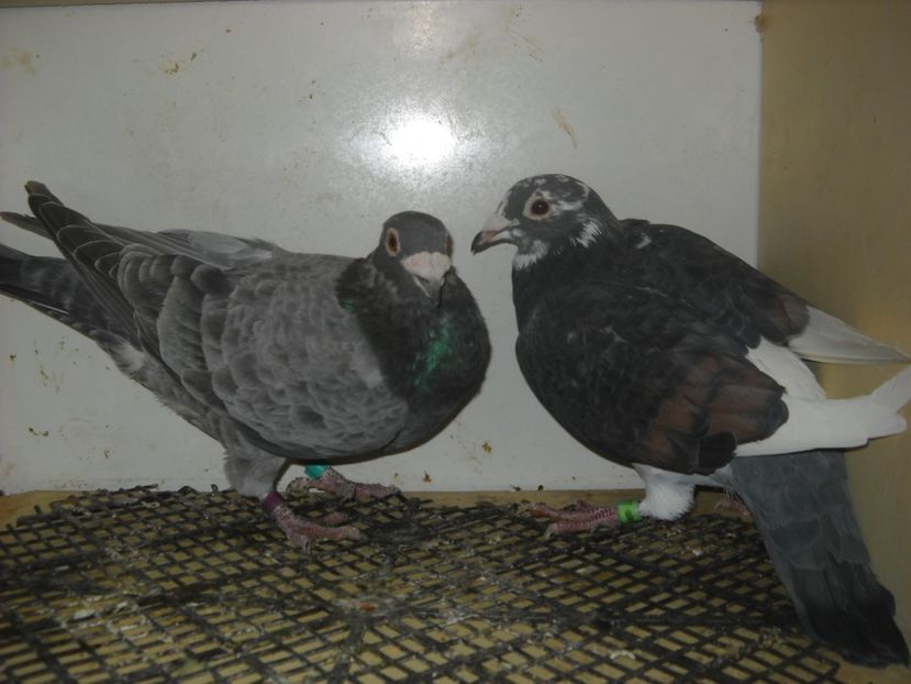  - UNDEVA IN SUCEAVA arhiva