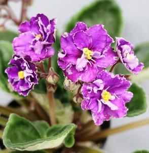 poza net - EK Shedevr Khudozhnika