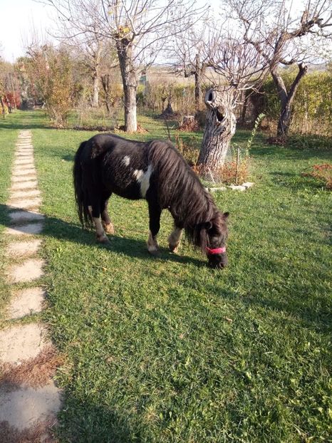 27.10.2019 - 21-Ponei magar alpaka