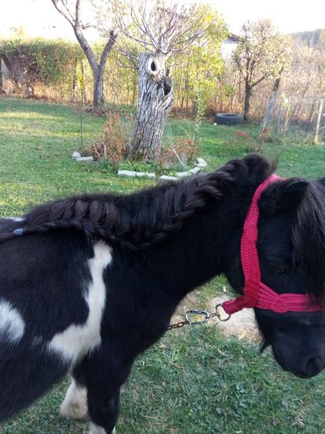 27.10.2019 - 21-Ponei magar alpaka