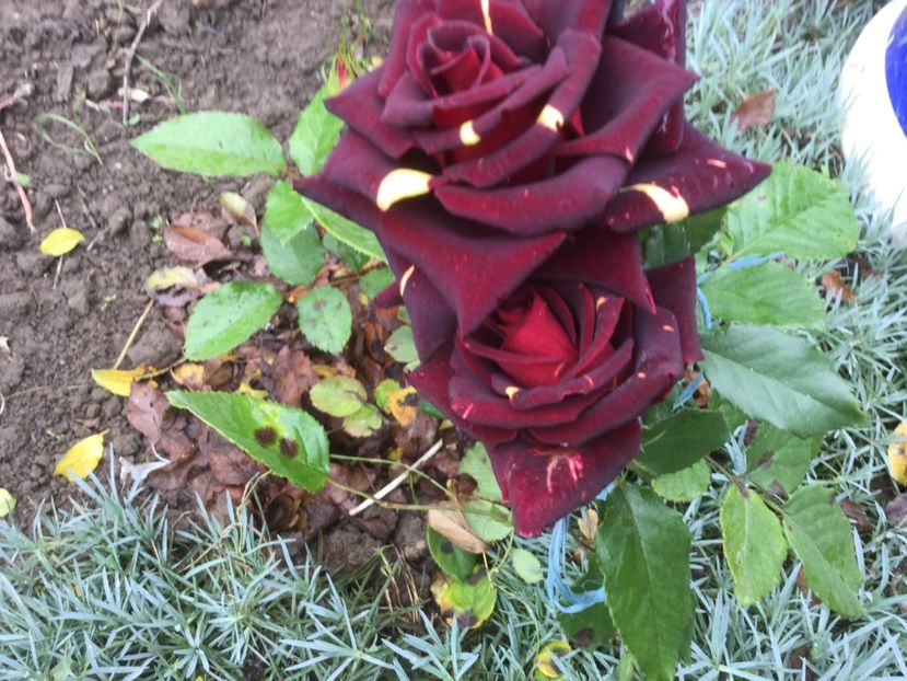 78F9161F-F719-4146-9924-D44666E33698 - Flori 2019