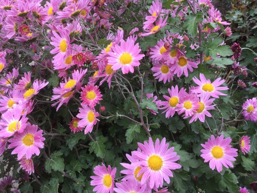 0DEE2C3C-F53C-49C6-BF77-D151579C2C63 - Flori 2019