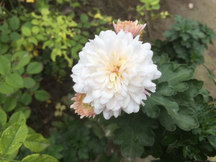 290EF639-53B1-4FAA-BD62-80C79B4C0E81 - Flori 2019