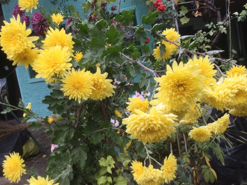 06AB8B44-82F6-4255-9425-90F548ADD078 - Flori 2019