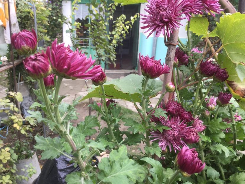 4F31D7BD-6BC6-47B2-A7D3-D5A37F9C2FC8 - Flori 2019