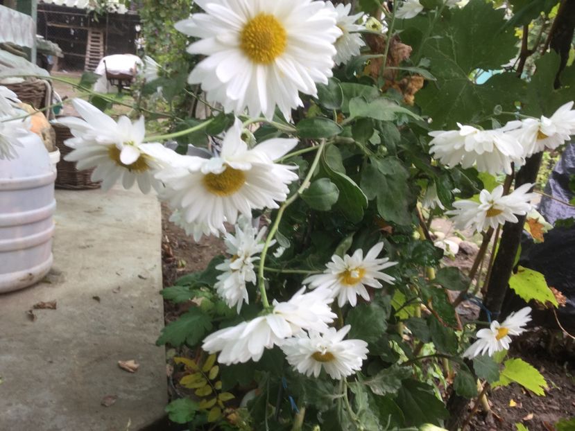 1A004616-F276-4502-8F93-2A3CFDBF3951 - Flori 2019