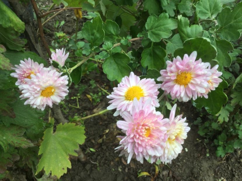 D95F90C9-310D-4C2C-9505-279AFE22A9FC - Flori 2019