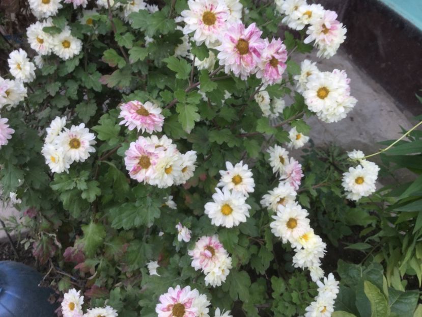 D726D496-9B75-4FC5-88C2-51072BCF019D - Flori 2019