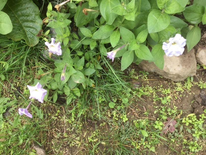 0C8346FF-58FA-4721-B6FA-282BD85CFEFE - Flori 2019