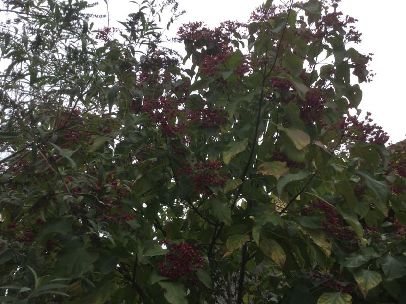 E307459B-43DB-4EC7-B407-02DB7A5E323D - Flori 2019