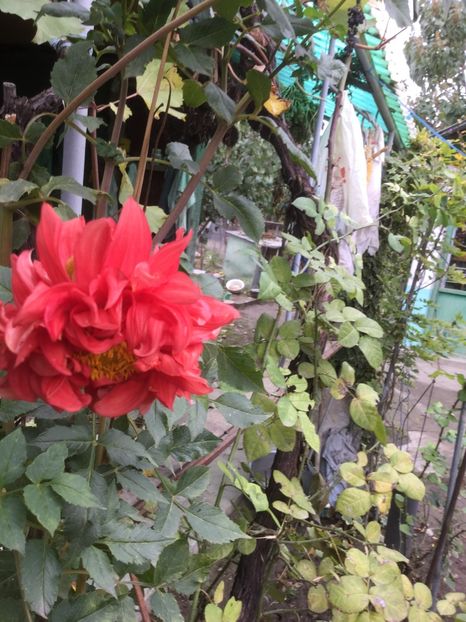 16955C36-D358-40BB-9BDC-D3DD1D2A2BDF - Flori 2019