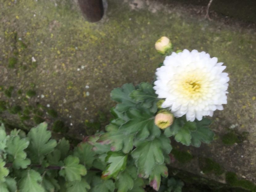 71BE87FF-7A41-4C28-A33B-BC63236A3D64 - Flori 2019