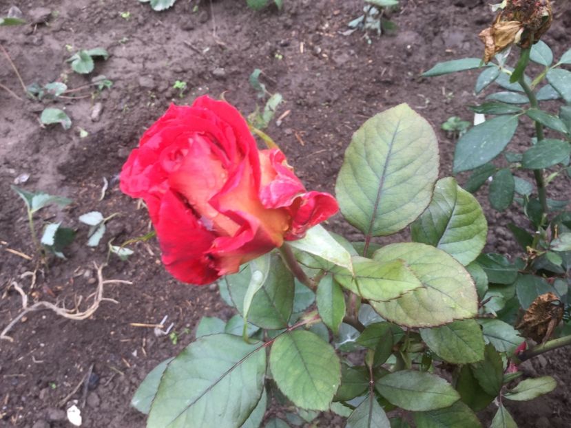 716F5CF2-C7E8-4F8F-996E-AE6376E383E1 - Flori 2019