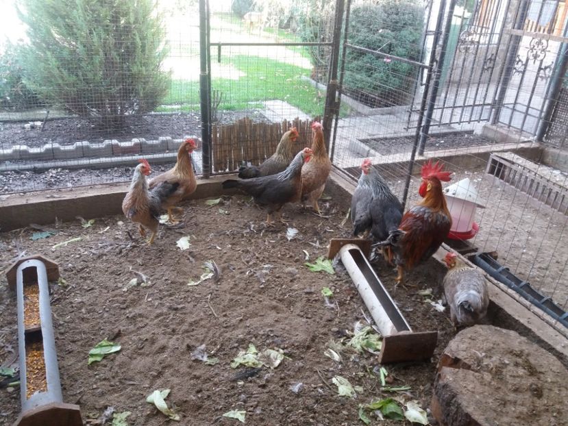  - Găini italiene de vanzare 2019 II