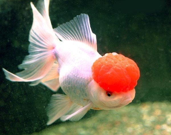 red%20cap%20oranda.[1] - pesti de acvariu