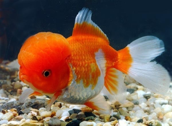 red%2526white%20oranda[1]